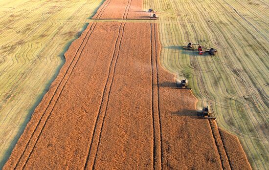 Russia Agriculture Rapeseed Harvesting