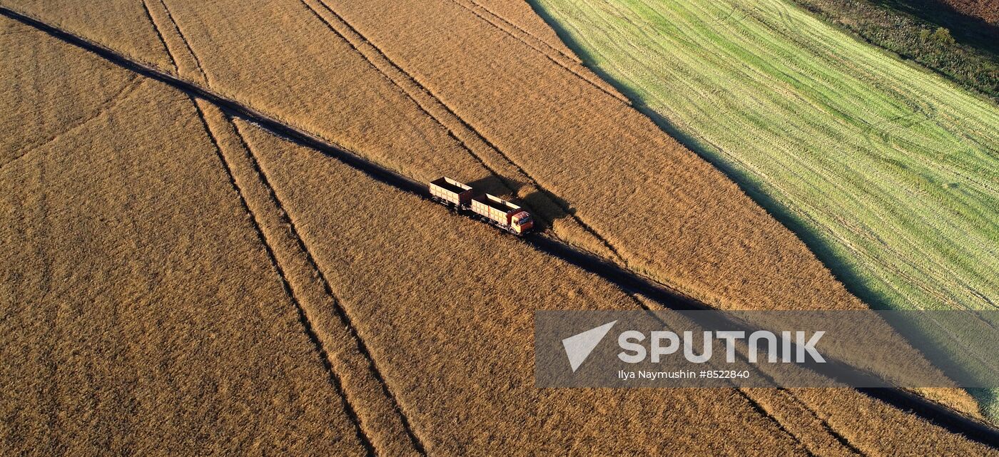 Russia Agriculture Rapeseed Harvesting