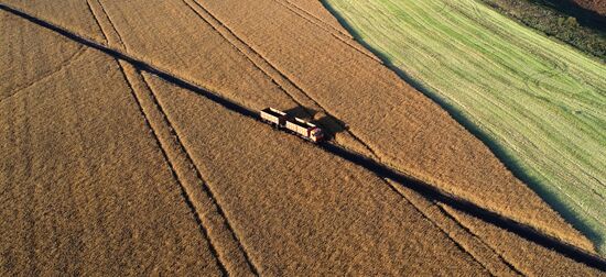 Russia Agriculture Rapeseed Harvesting