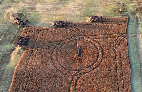 Russia Agriculture Rapeseed Harvesting