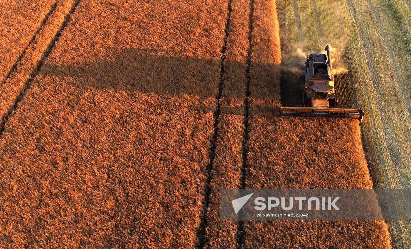 Russia Agriculture Rapeseed Harvesting