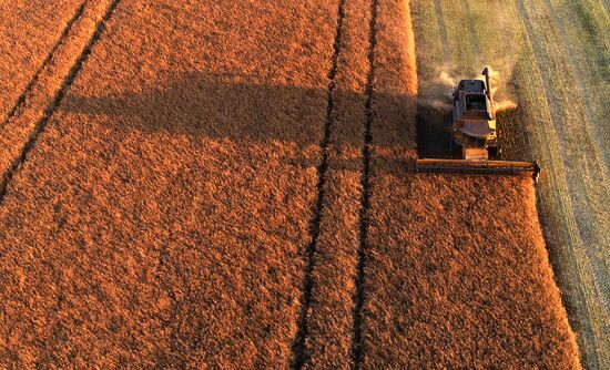 Russia Agriculture Rapeseed Harvesting