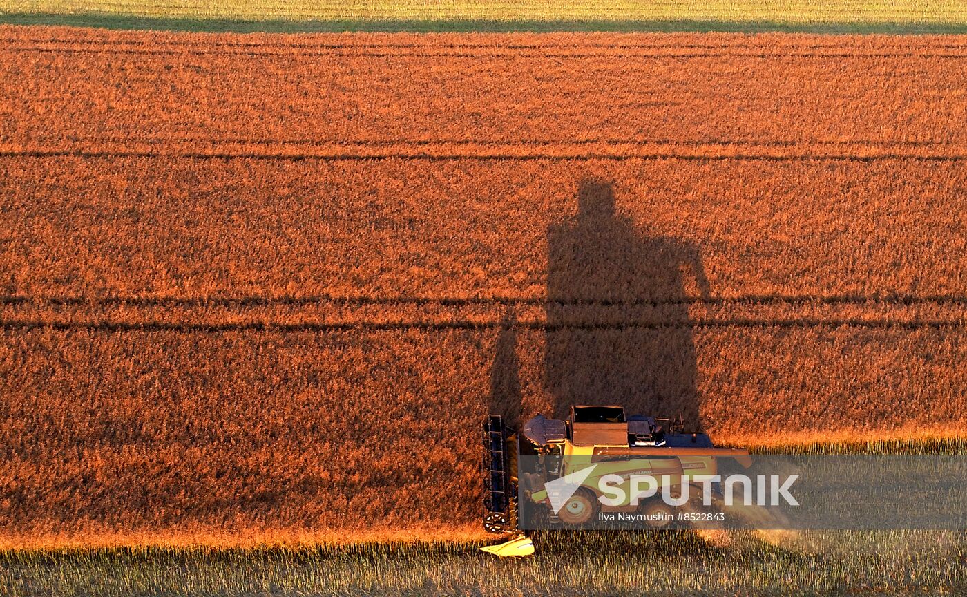 Russia Agriculture Rapeseed Harvesting