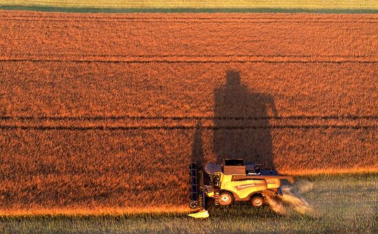 Russia Agriculture Rapeseed Harvesting