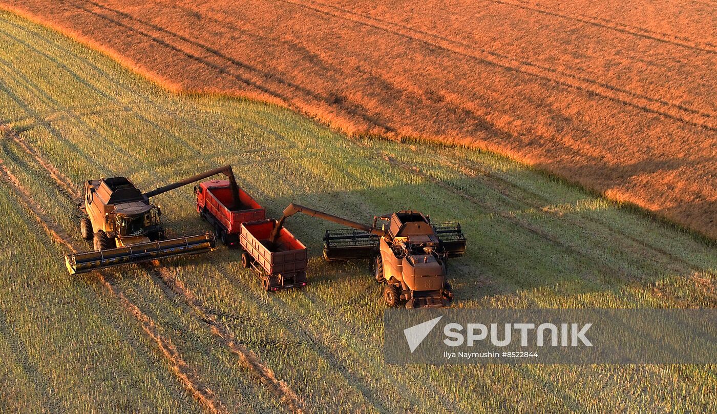 Russia Agriculture Rapeseed Harvesting