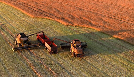 Russia Agriculture Rapeseed Harvesting