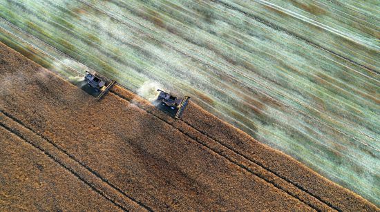 Russia Agriculture Rapeseed Harvesting