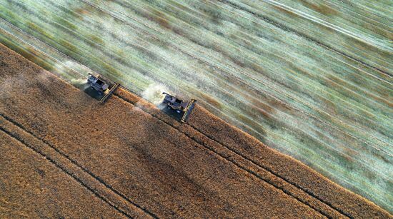 Russia Agriculture Rapeseed Harvesting