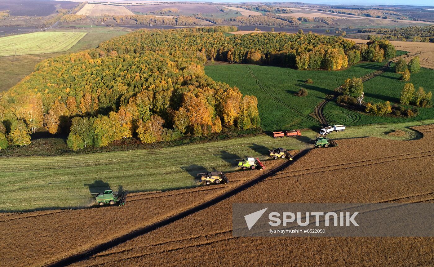 Russia Agriculture Rapeseed Harvesting