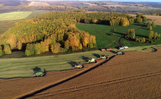 Russia Agriculture Rapeseed Harvesting