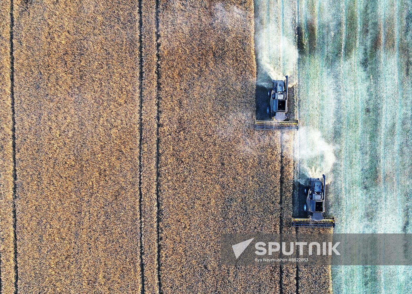 Russia Agriculture Rapeseed Harvesting