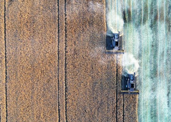 Russia Agriculture Rapeseed Harvesting