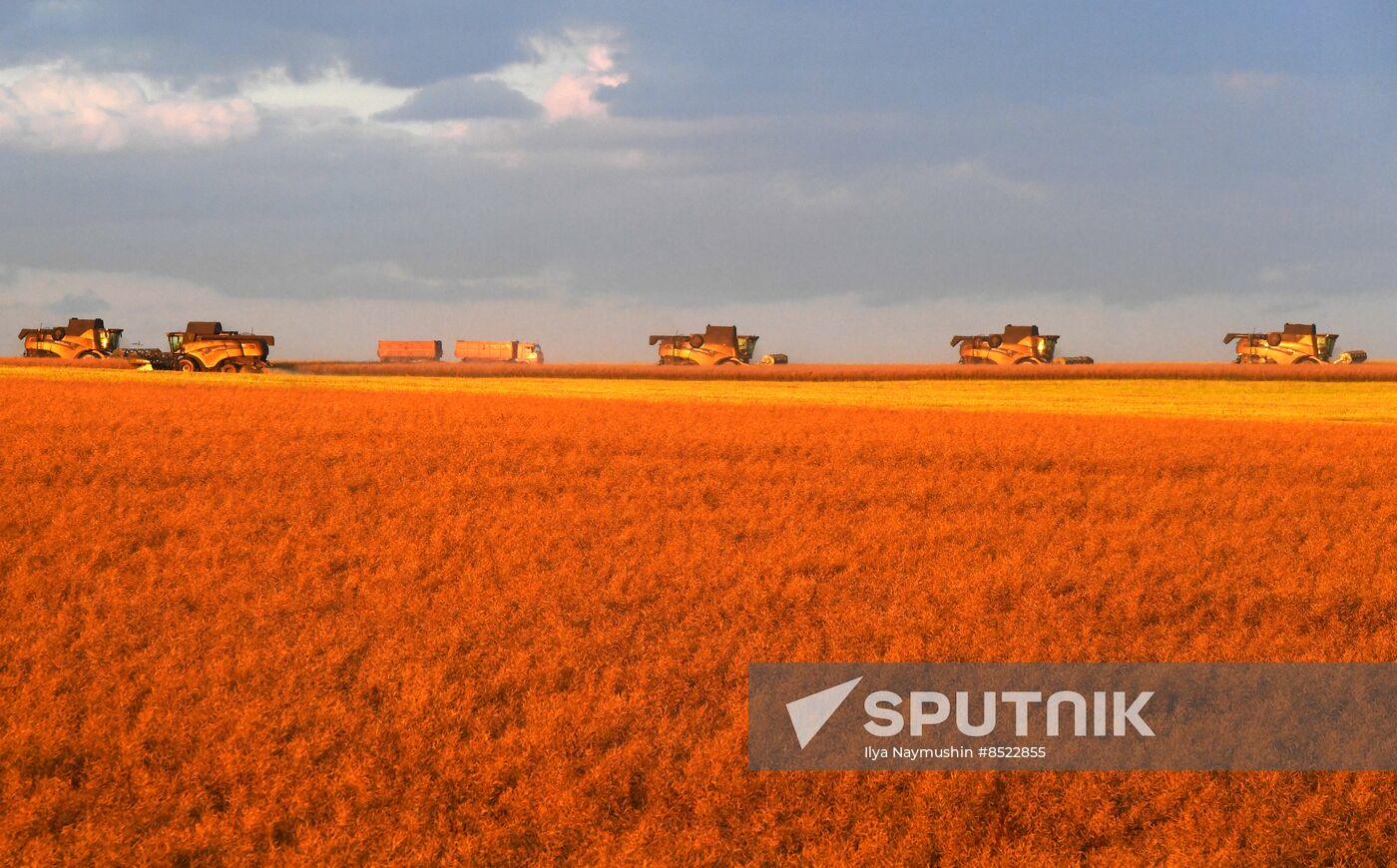 Russia Agriculture Rapeseed Harvesting