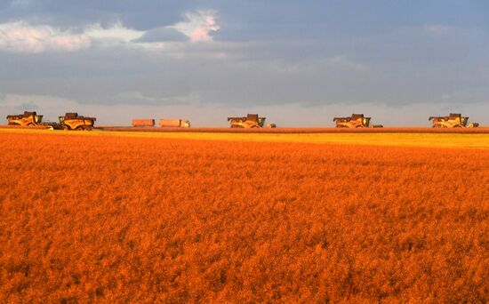 Russia Agriculture Rapeseed Harvesting