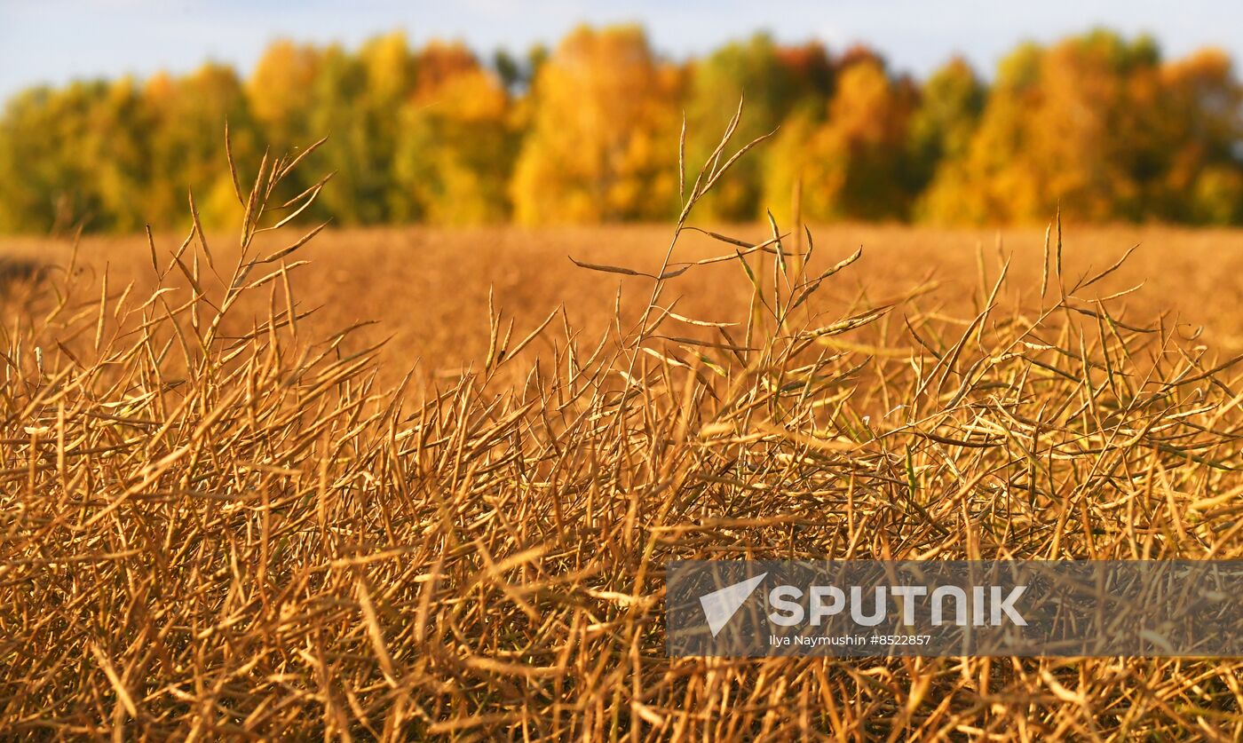 Russia Agriculture Rapeseed Harvesting