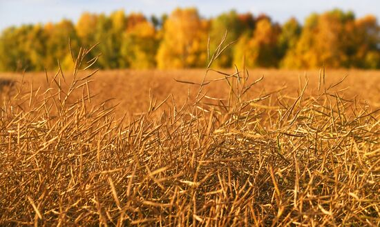 Russia Agriculture Rapeseed Harvesting