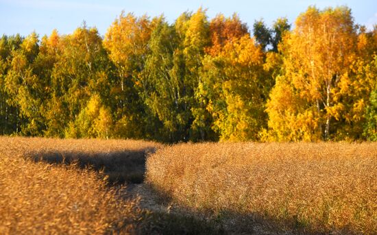 Russia Agriculture Rapeseed Harvesting