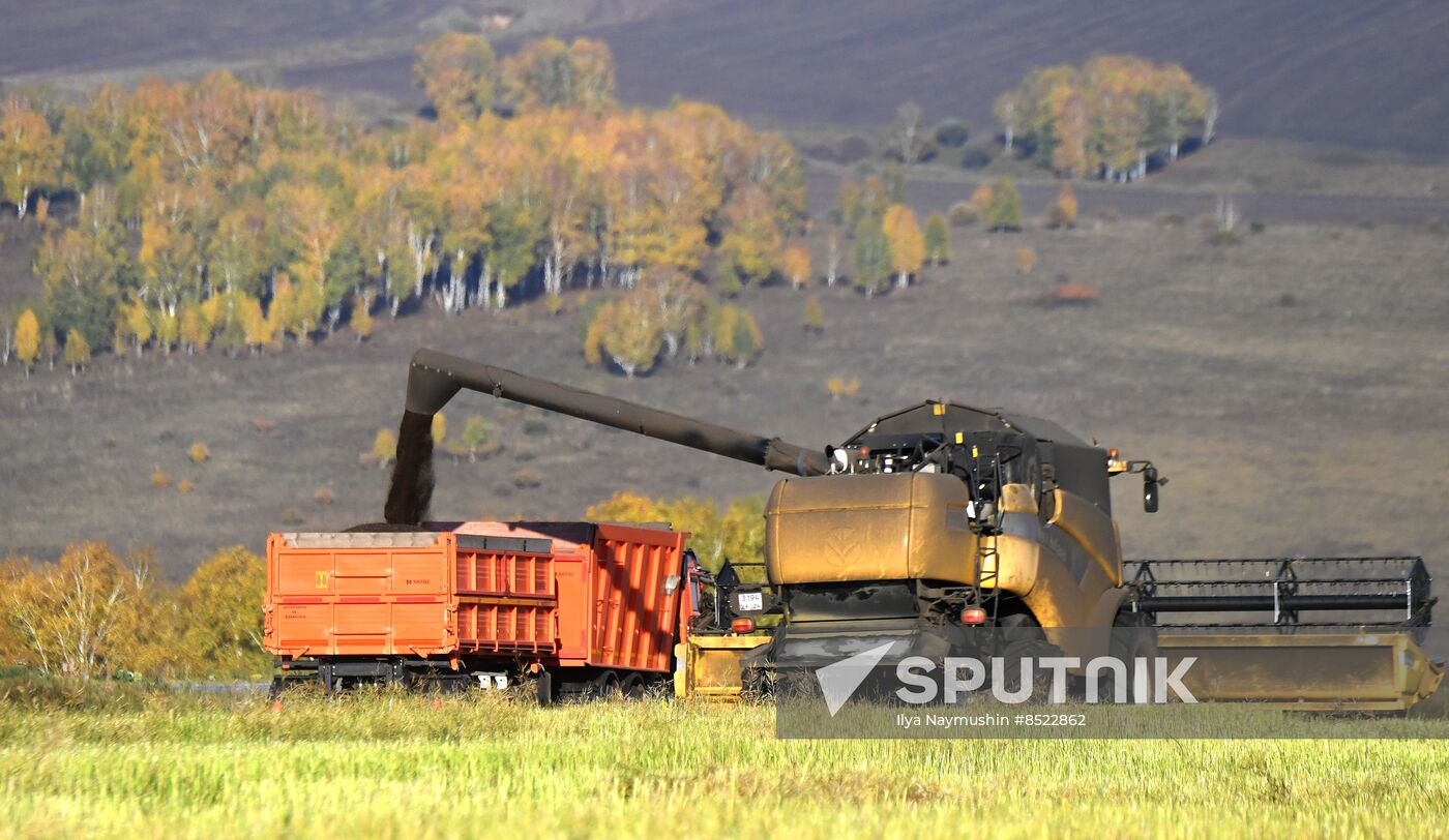 Russia Agriculture Rapeseed Harvesting