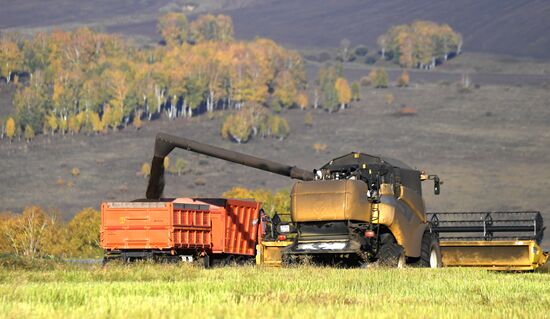 Russia Agriculture Rapeseed Harvesting