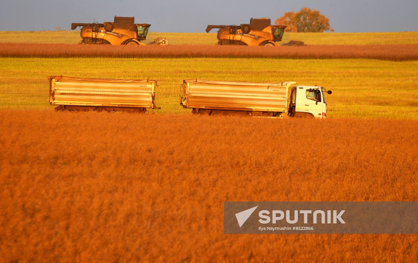 Russia Agriculture Rapeseed Harvesting
