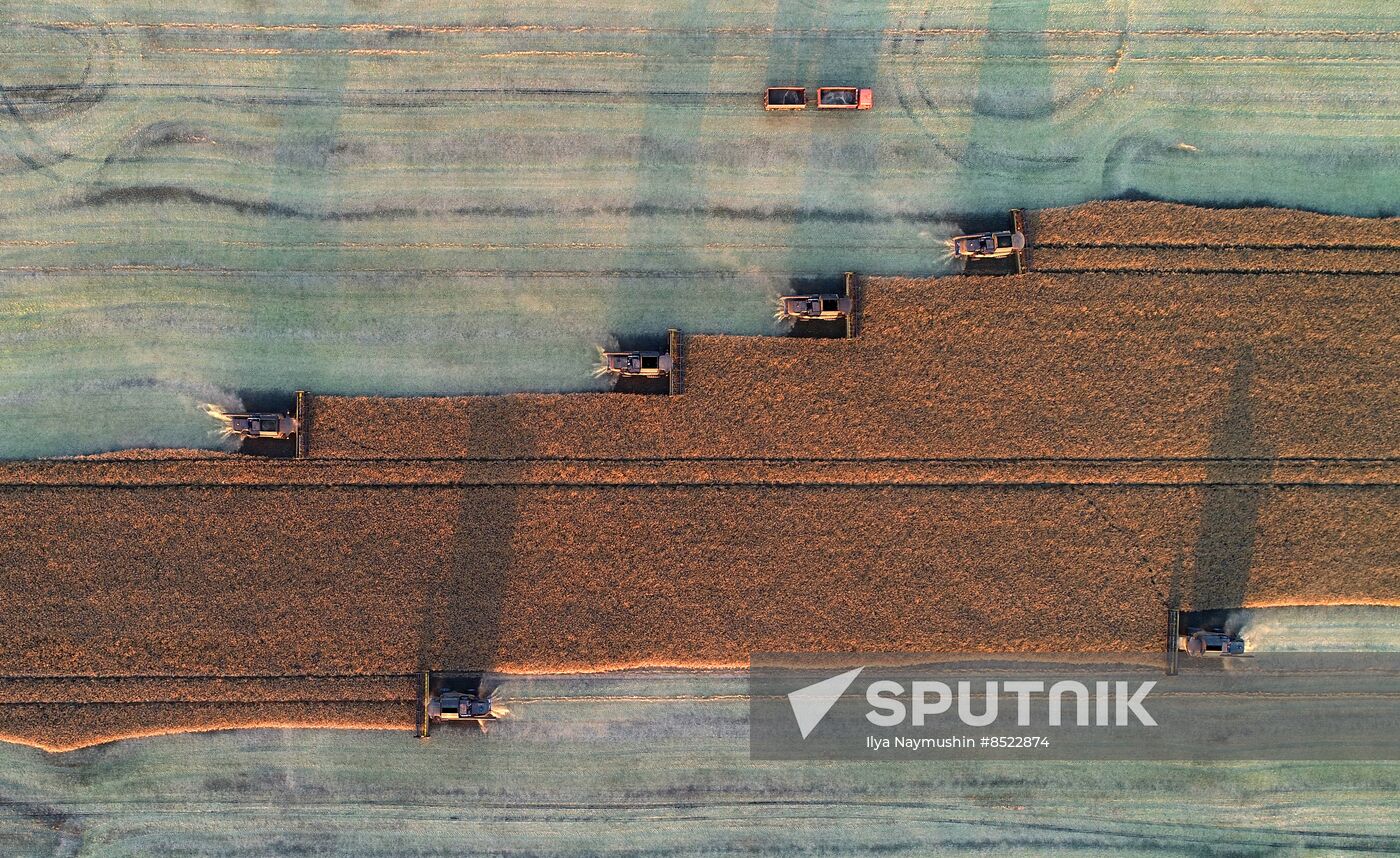 Russia Agriculture Rapeseed Harvesting