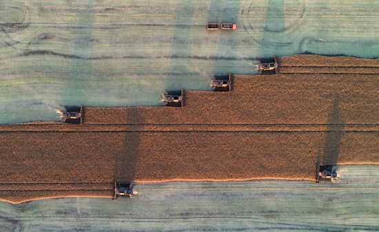 Russia Agriculture Rapeseed Harvesting