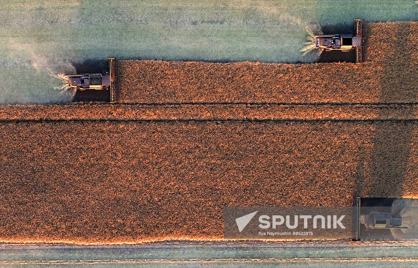 Russia Agriculture Rapeseed Harvesting