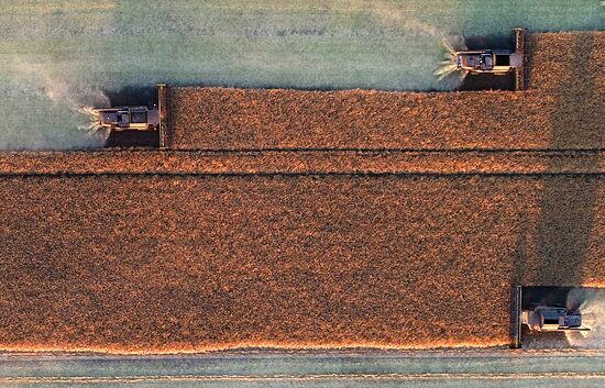 Russia Agriculture Rapeseed Harvesting