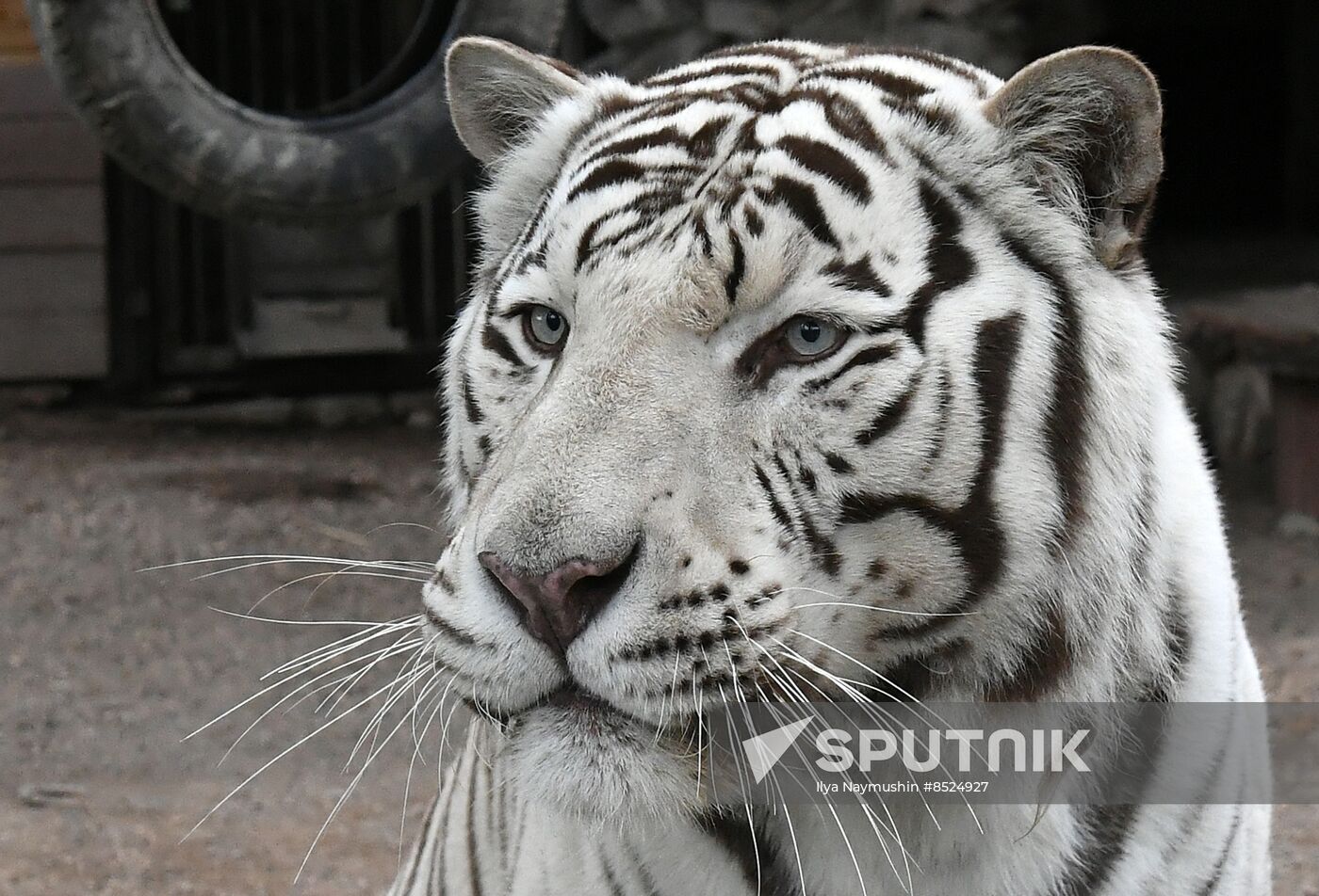 Russia Zoo Tigers