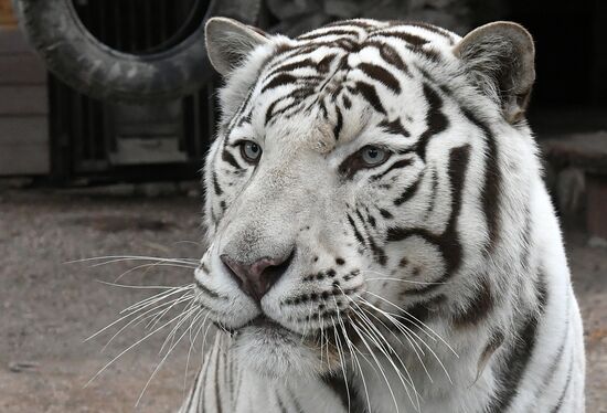Russia Zoo Tigers