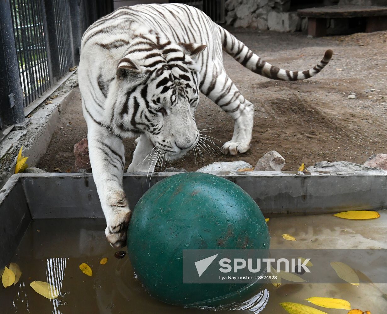 Russia Zoo Tigers