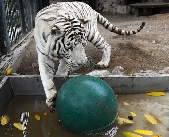 Russia Zoo Tigers