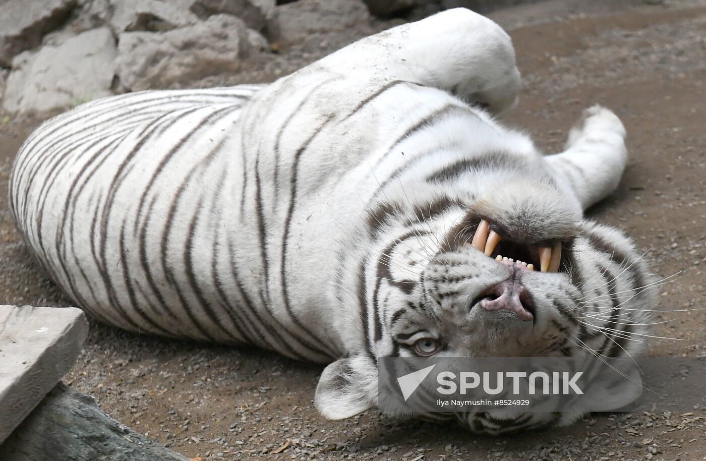 Russia Zoo Tigers