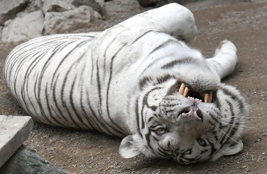 Russia Zoo Tigers