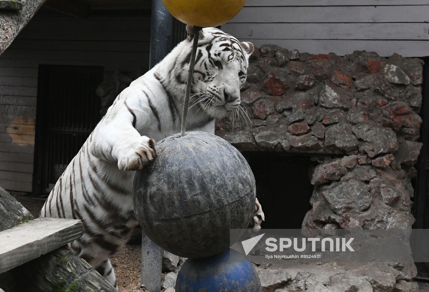 Russia Zoo Tigers