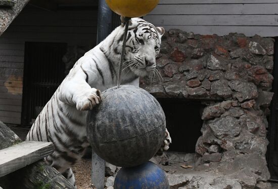 Russia Zoo Tigers
