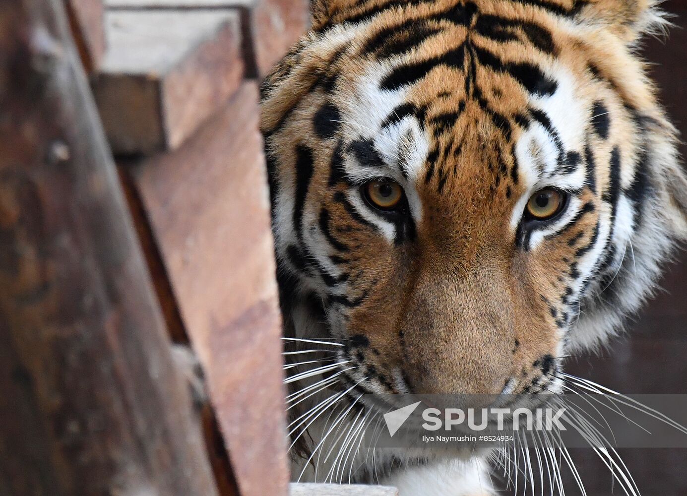 Russia Zoo Tigers