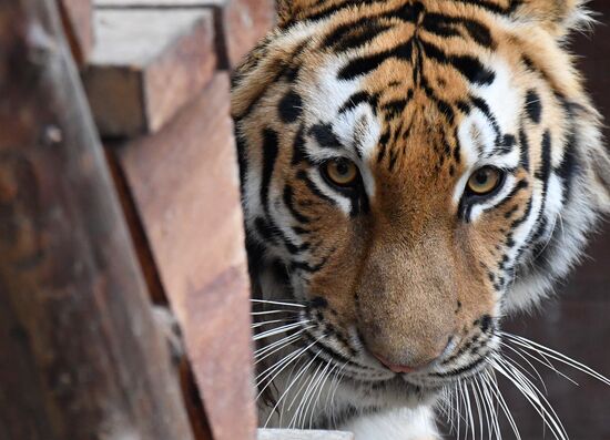 Russia Zoo Tigers