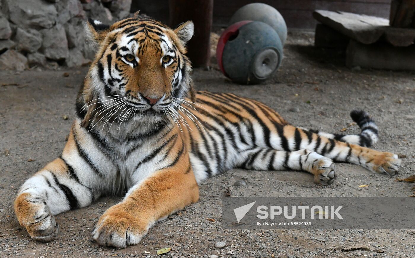 Russia Zoo Tigers
