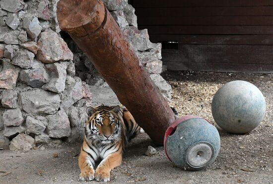 Russia Zoo Tigers