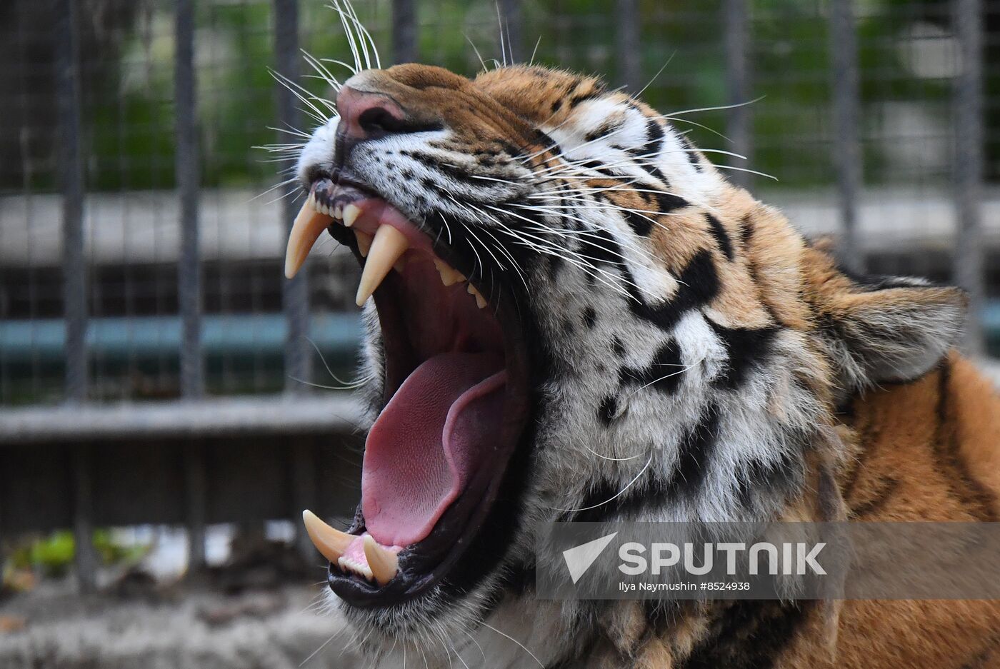 Russia Zoo Tigers