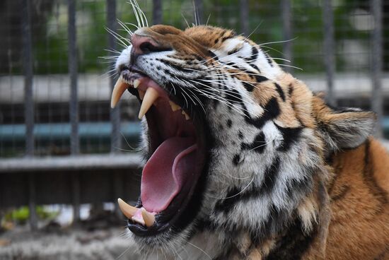 Russia Zoo Tigers
