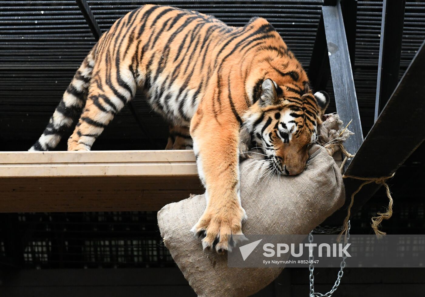 Russia Zoo Tigers