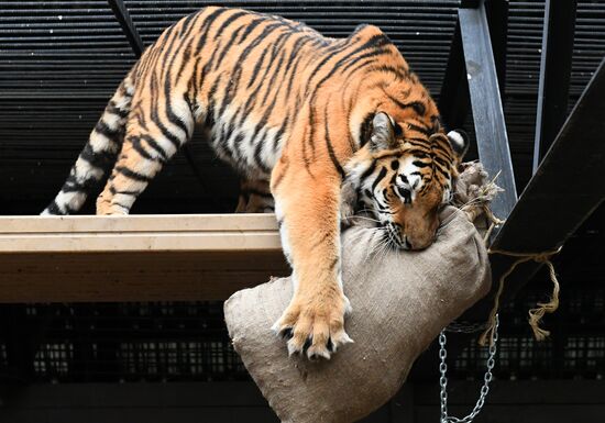 Russia Zoo Tigers