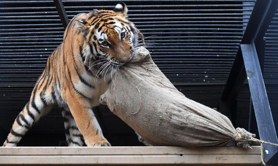 Russia Zoo Tigers