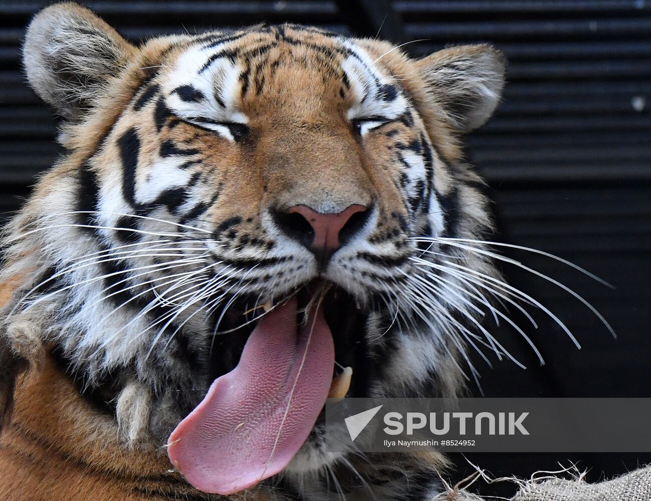 Russia Zoo Tigers
