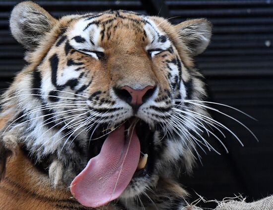 Russia Zoo Tigers