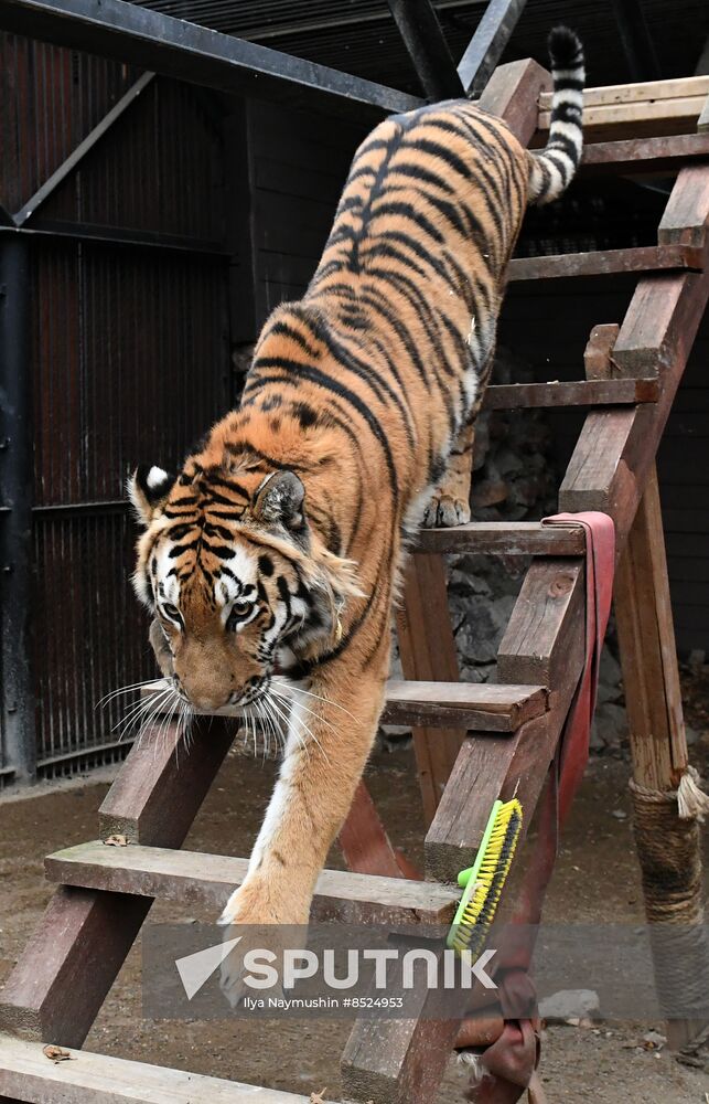 Russia Zoo Tigers