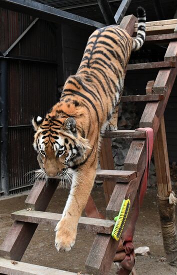 Russia Zoo Tigers