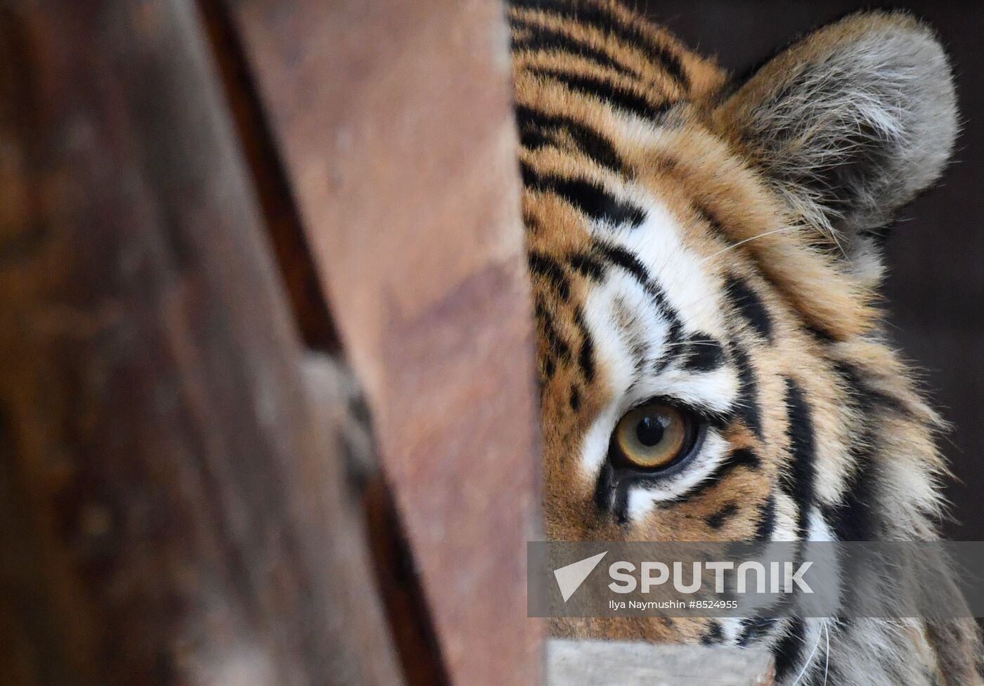 Russia Zoo Tigers